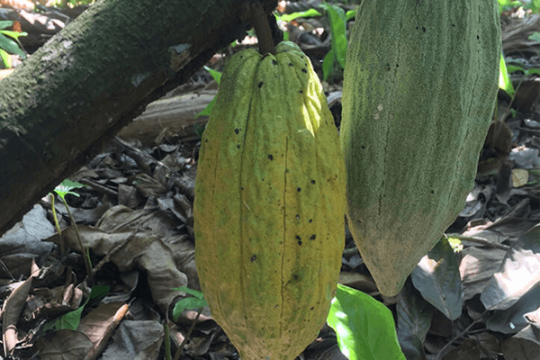 میوه کاکائو روی درخت